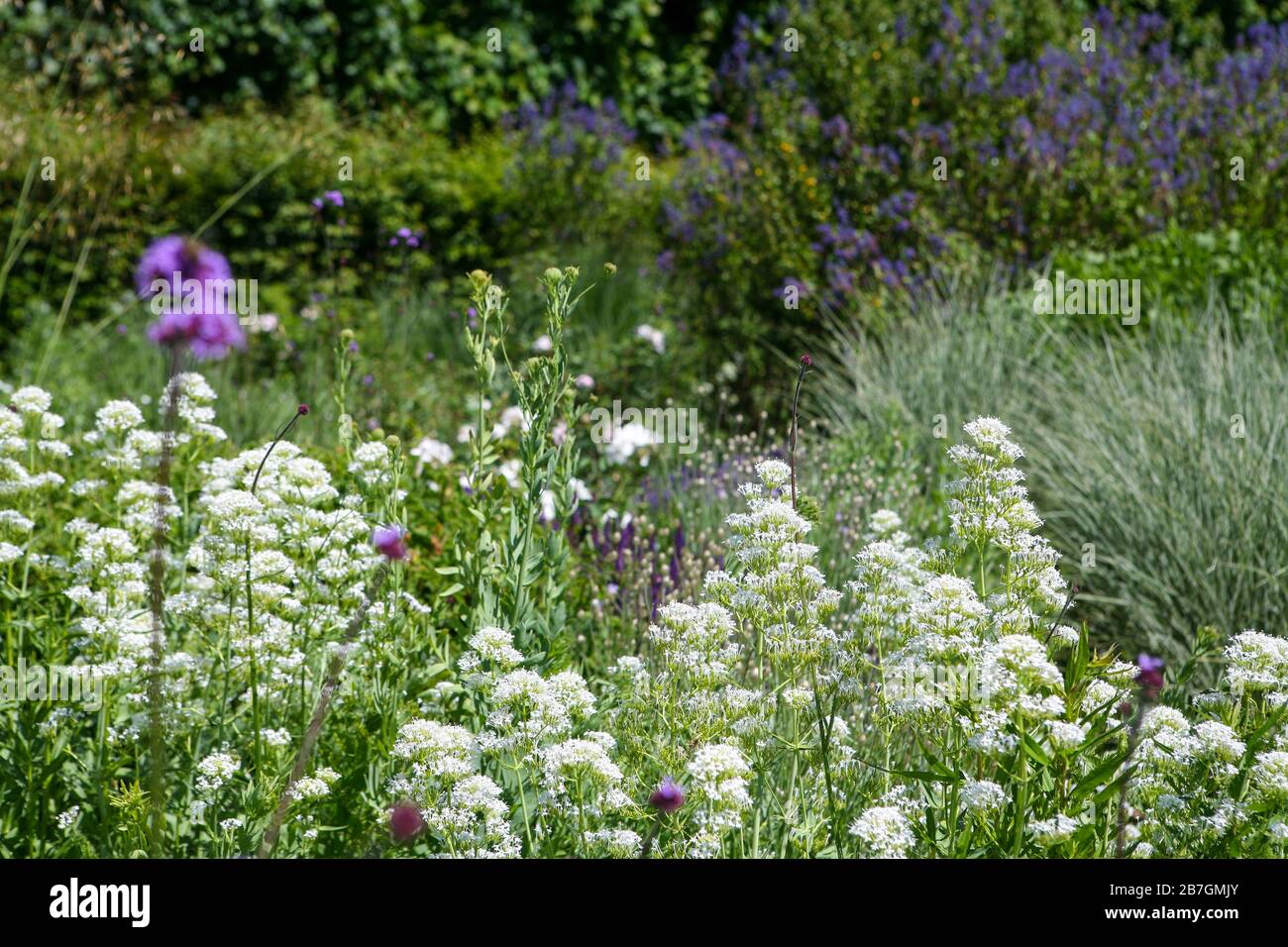 Centranthus ruber 'Albus' in a white, silver, purple and blue planting scheme, large herbaceous border in a garden Stock Photo