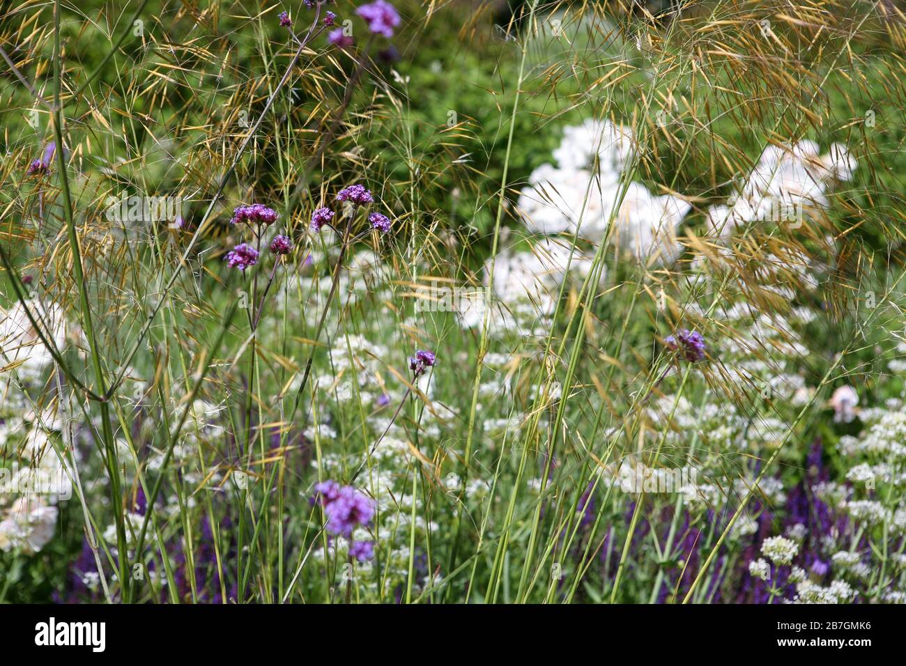 Verbena bonariensis and Stipa gigantea in a purple and white planting scheme herbaceous border Stock Photo