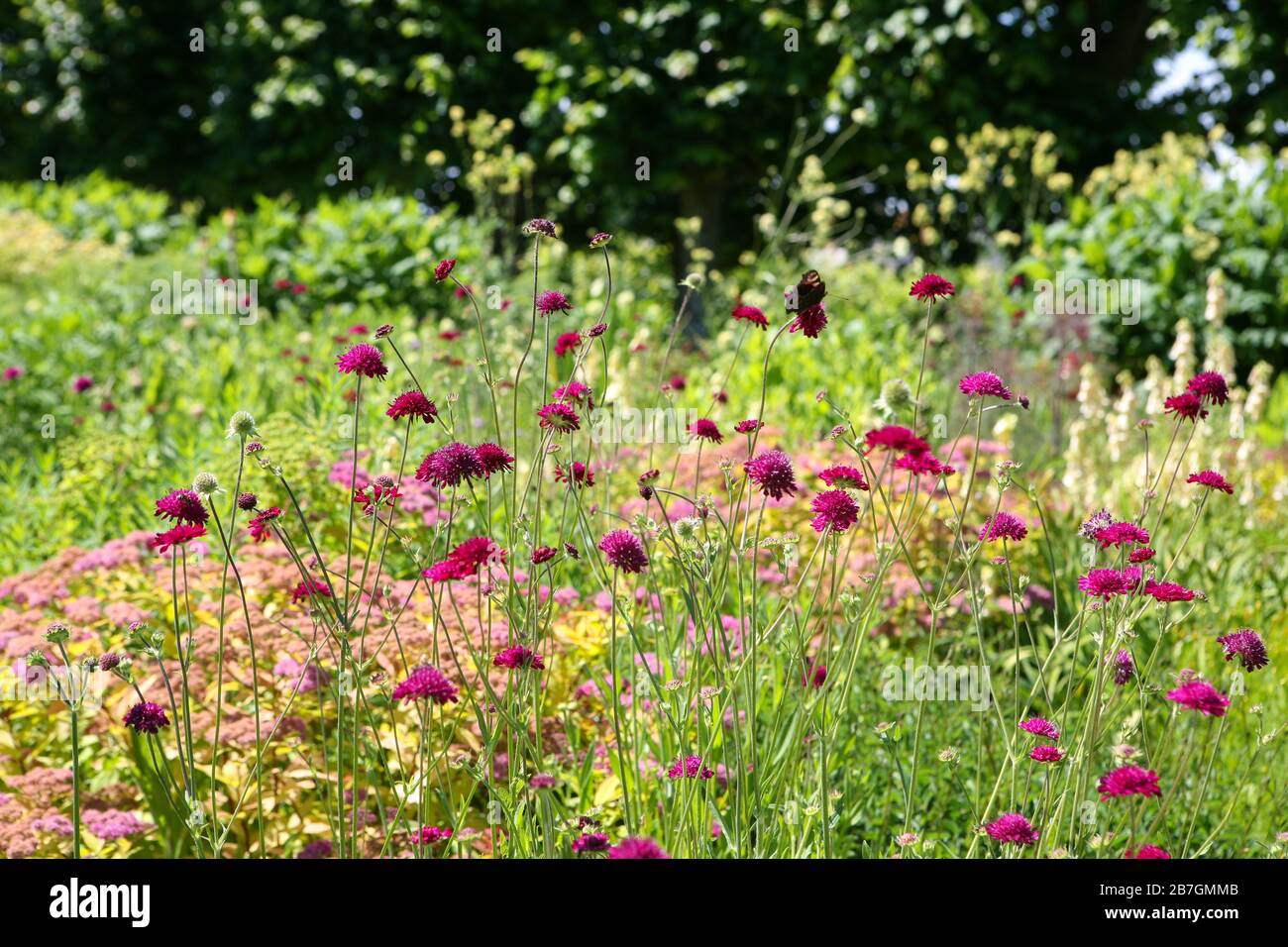 Knautia macedonica in flower in a herbaceous border, garden setting Stock Photo