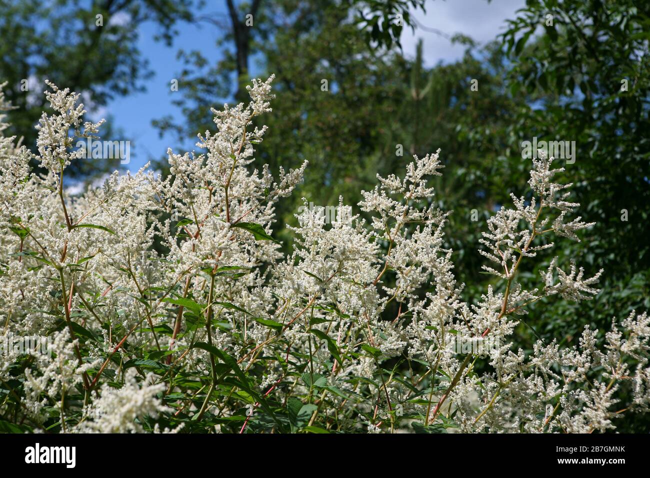 Persicaria polymorpha in flower - tall perennial with masses of small white flowers Stock Photo