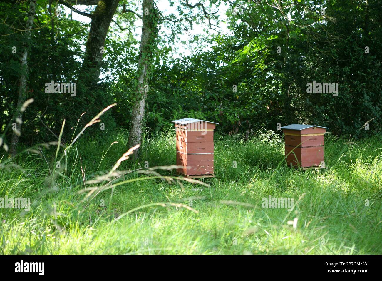Two beehives in a field with woodland backdrop Stock Photo