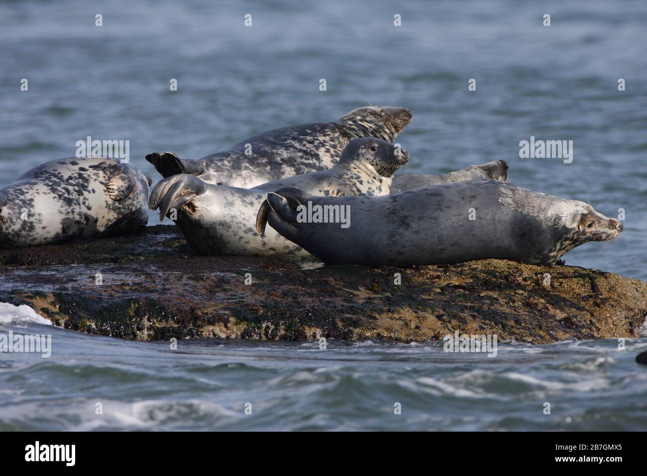 GREY SEAL (Halichoerus grypus) group hauled out on a rock at low tide, Holy Island, Northumberland, UK. Stock Photo