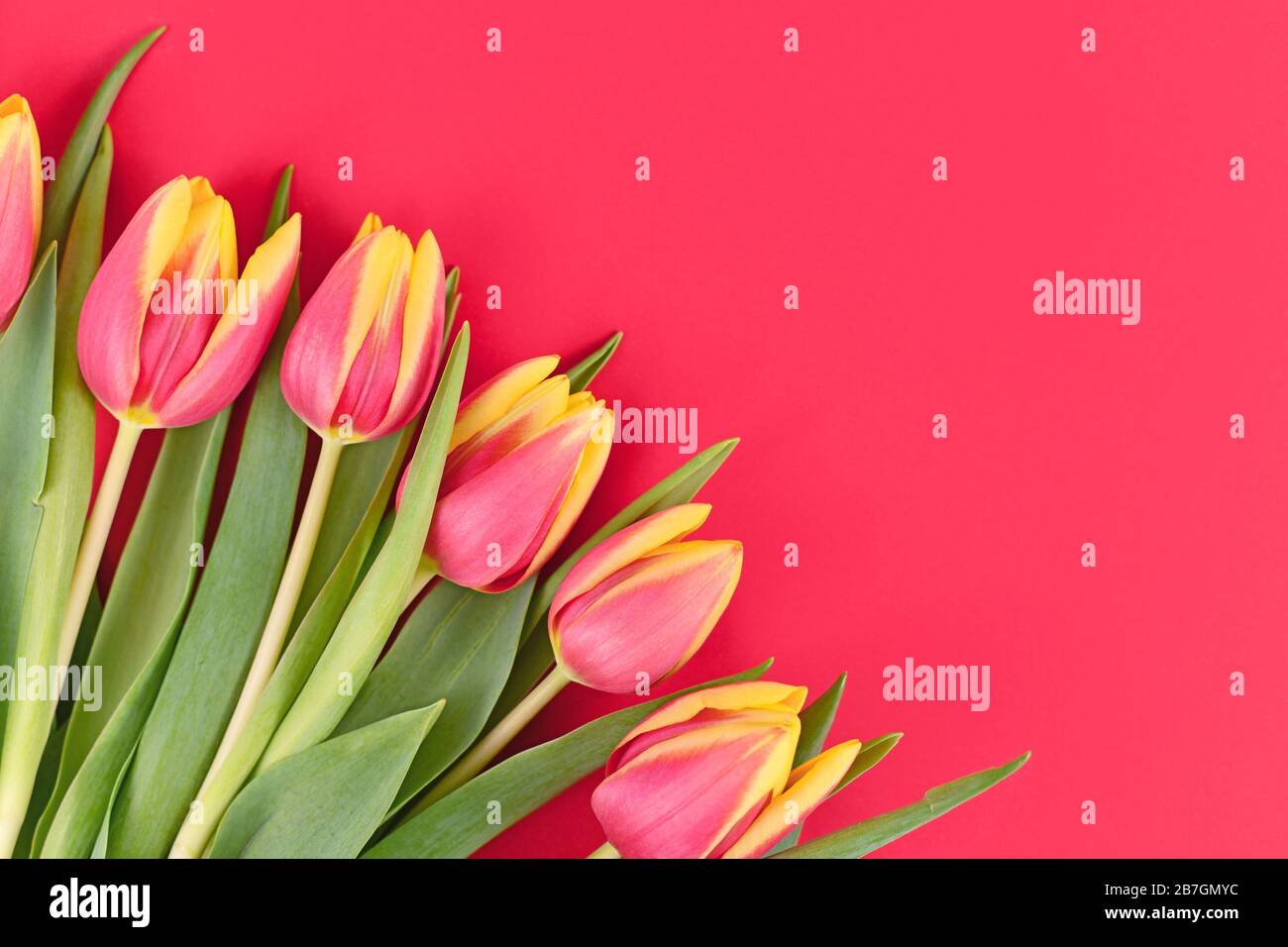 Bouquet of pink and yellow tulip spring flowers in corner of pink ...