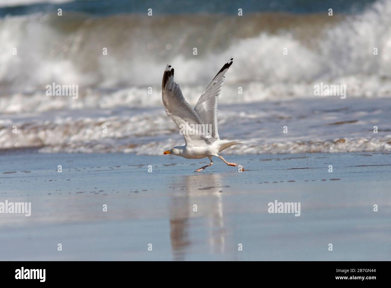 HERRING GULL (Larus argentatus) seagull running to take off in front of crashing waves, Scotland, UK. Stock Photo