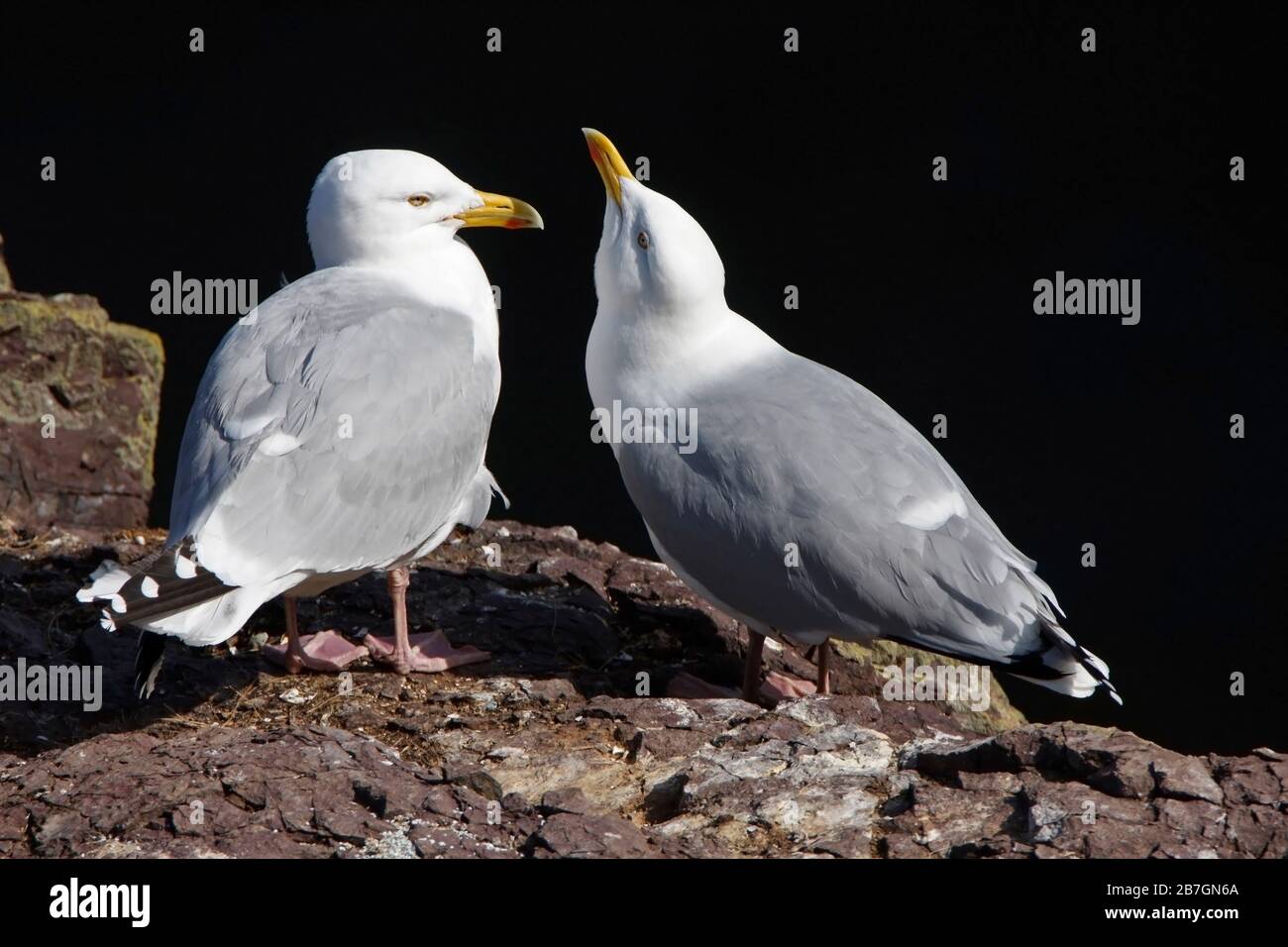 HERRING GULL (Larus argentatus) seagull courtship behaviour, Scotland, UK. Stock Photo