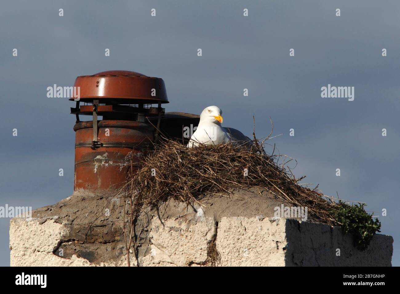 How To Get Birds Out Of Chimney Uk How To Prevent And Get Rid Of Bird