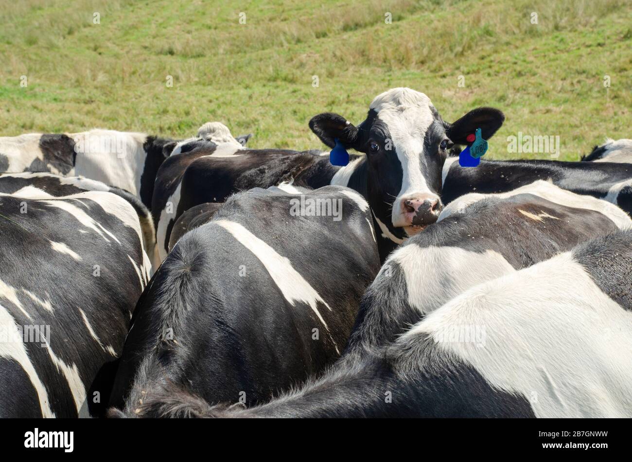 One head of Holstein cow above a herd of cows Stock Photo