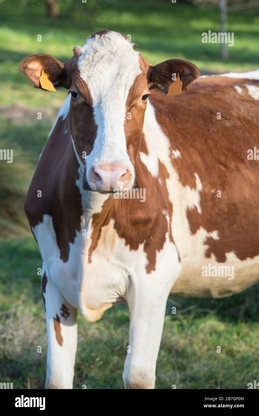 A brown and white dairy cow on a field of green grass facing the camera ...