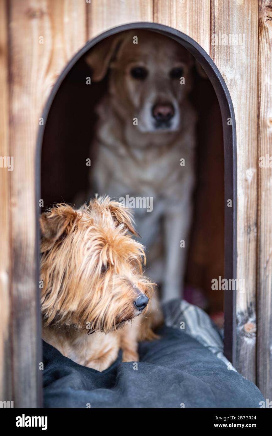 Labrador and mixed-breed dog is inside a dog house Stock Photo