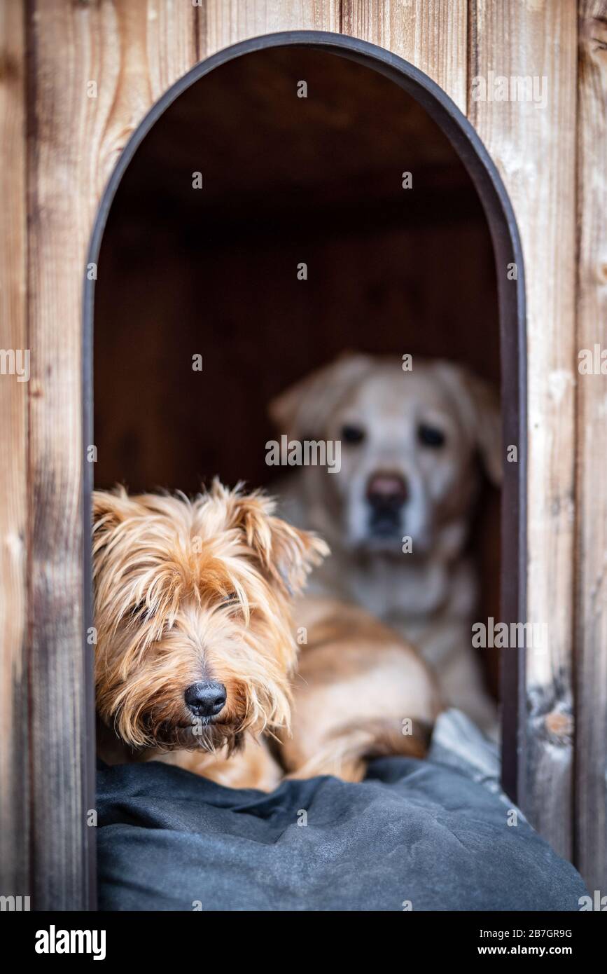 Labrador and mixed-breed dog is inside a dog house Stock Photo