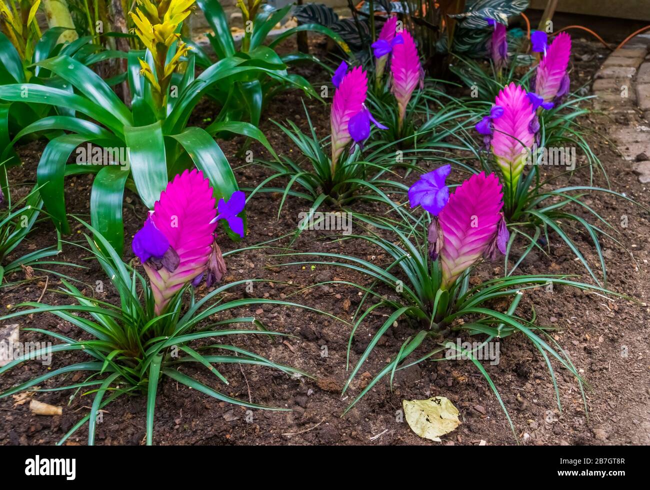 row of vriesea electric plants in a tropical garden, exotic plant specie from America Stock Photo