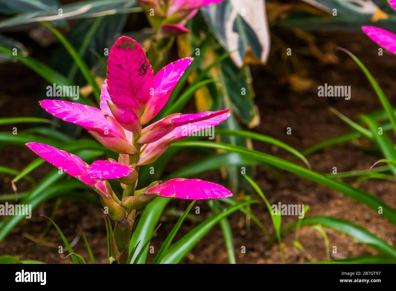 closeup of a pink vriesea plant, colorful tropical plant specie from America Stock Photo