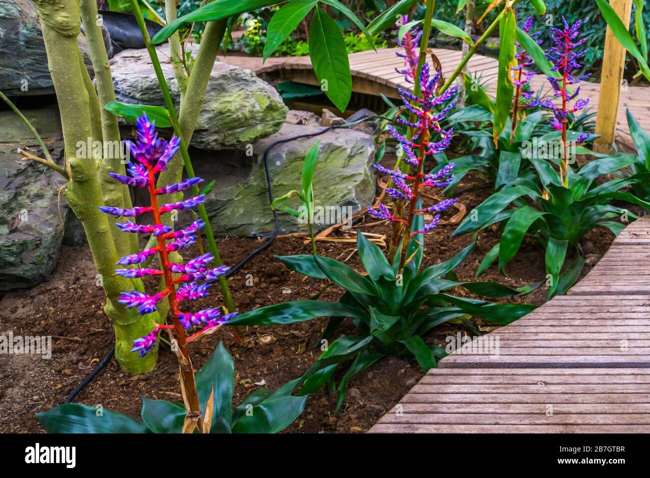 tropical garden with Aechmea Blue Tango plants, exotic cultivar from Florida, America Stock Photo