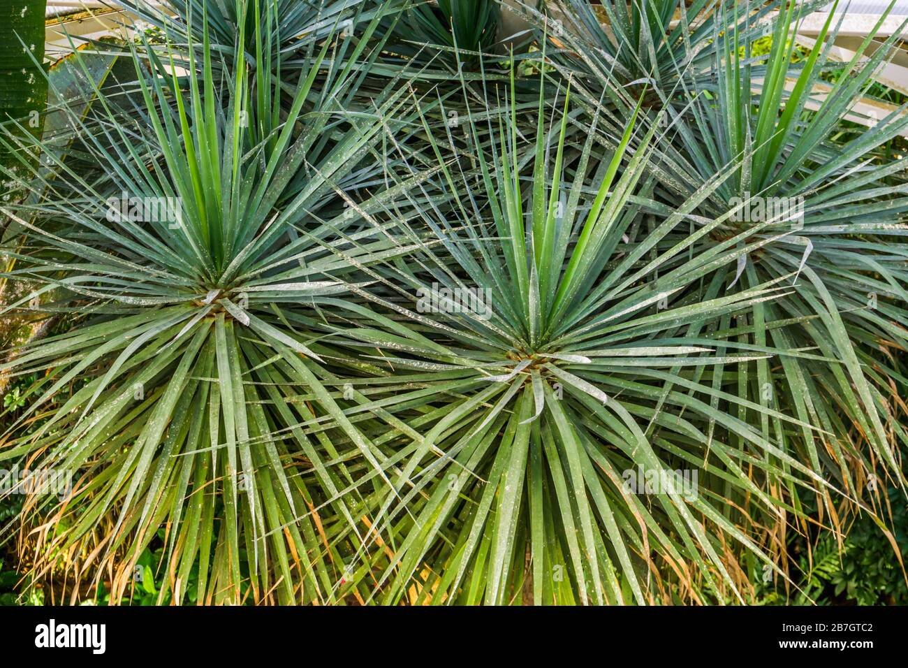 closeup of the leaves of a dragon tree, popular and vulnerable plant specie from the Canary islands Stock Photo