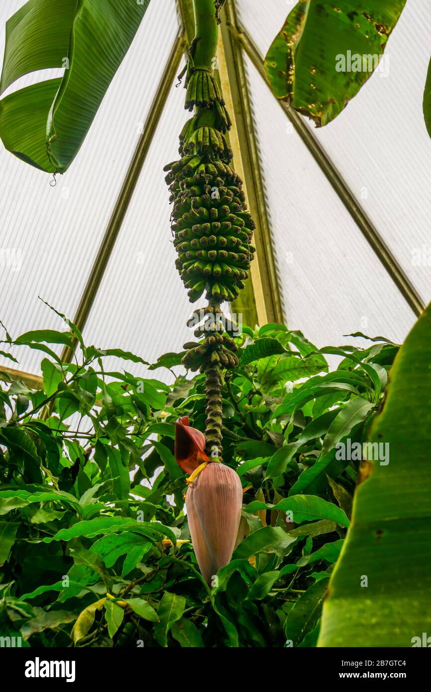 flower bud with banana bunch, Banana plant, tropical plant specie Stock Photo Alamy