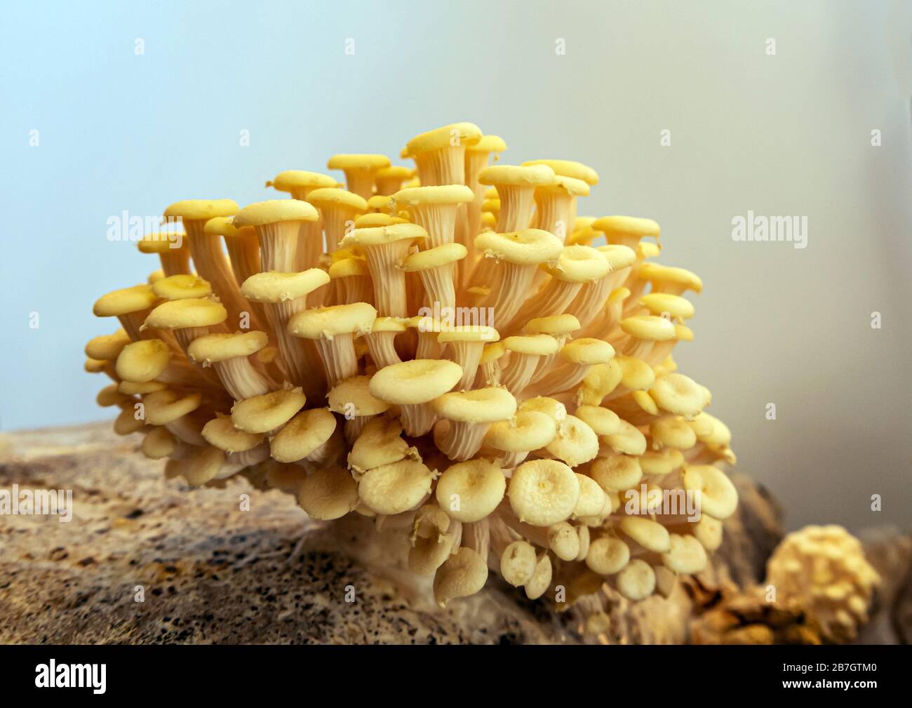 Yellow tree fungi hires stock photography and images Alamy