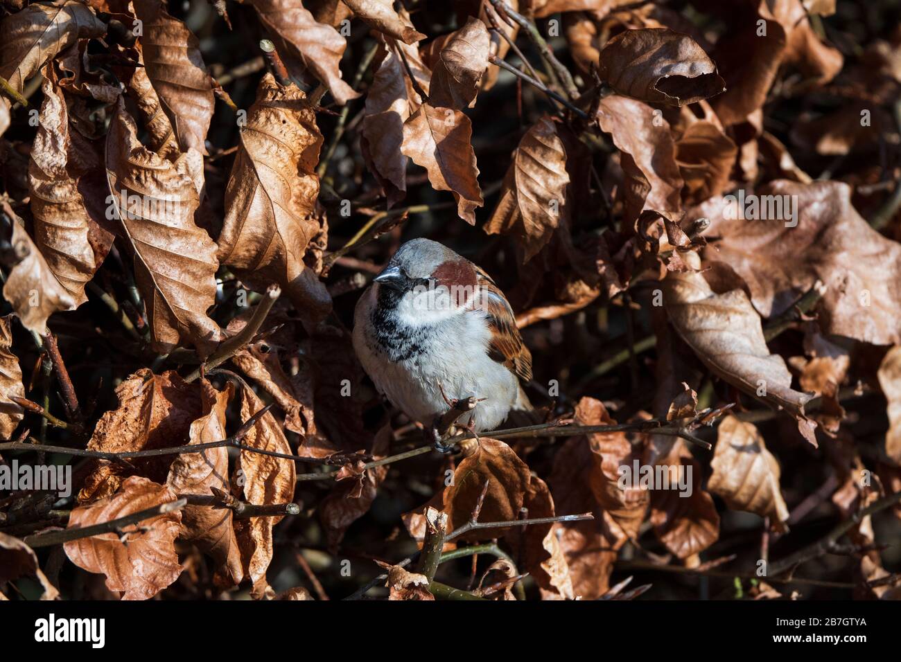 House Sparrow (Passer domesticus), mature male in Beech tree Stock Photo