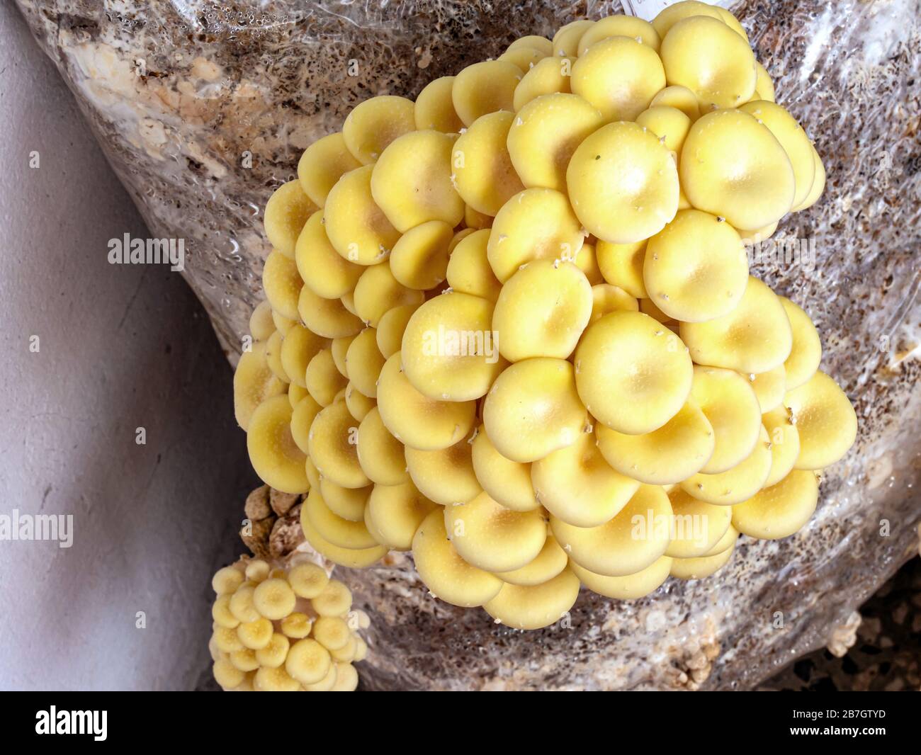 Growing light yellow tree fungi, / Pleurotus cornucopiae / at home