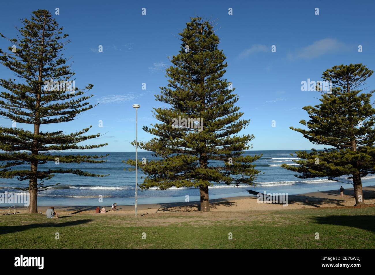 Front Beach, Torquay, Victoria, Australia, lined with Norfolk pines Stock Photo
