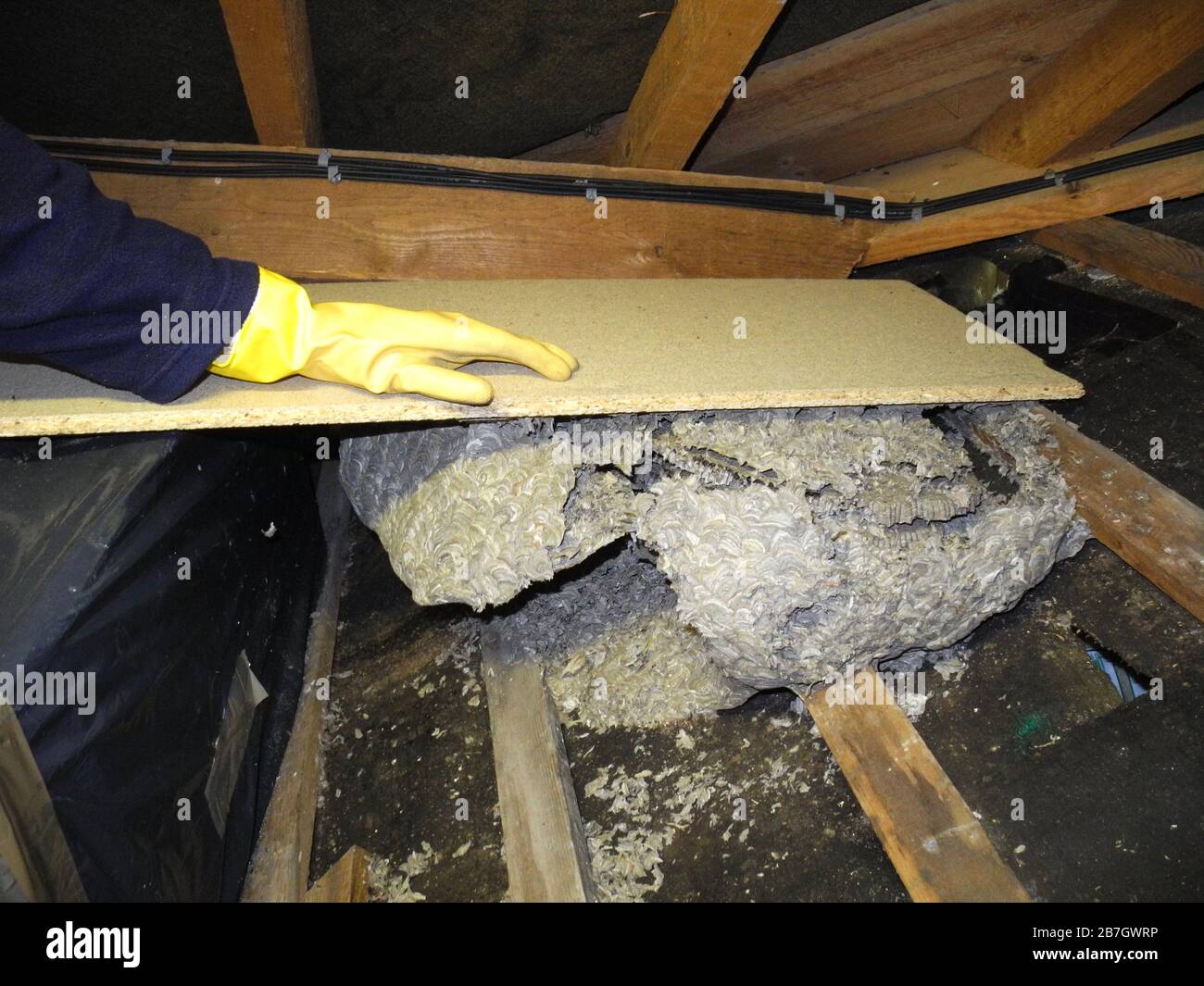 Wasps make their nests from chewed wood pulp and saliva, giving them distinctive papery walls. Nests are usually built in sheltered spots with easy access to the outside. You can often find wasp nests in wall cavities, roof spaces, under eaves, in bird boxes, sheds or garages. Stock Photo