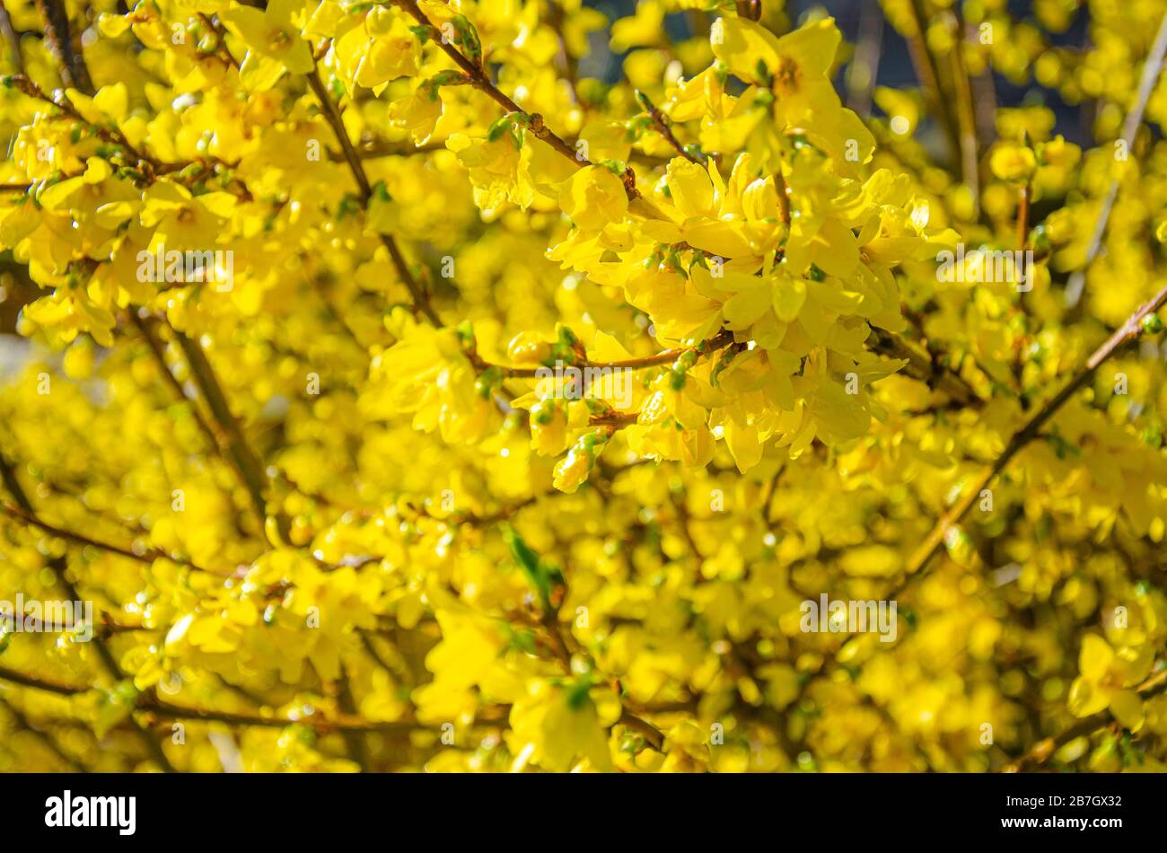 Forsythia is a spring flowering shrub with yellow flowers. Stock Photo