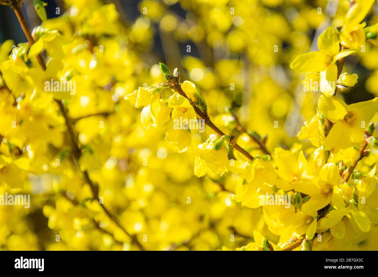 Forsythia is a spring flowering shrub with yellow flowers. Stock Photo