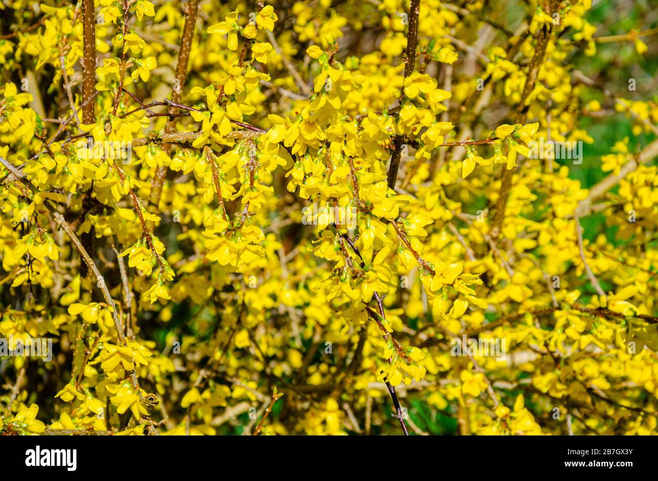 Forsythia is a spring flowering shrub with yellow flowers. Stock Photo