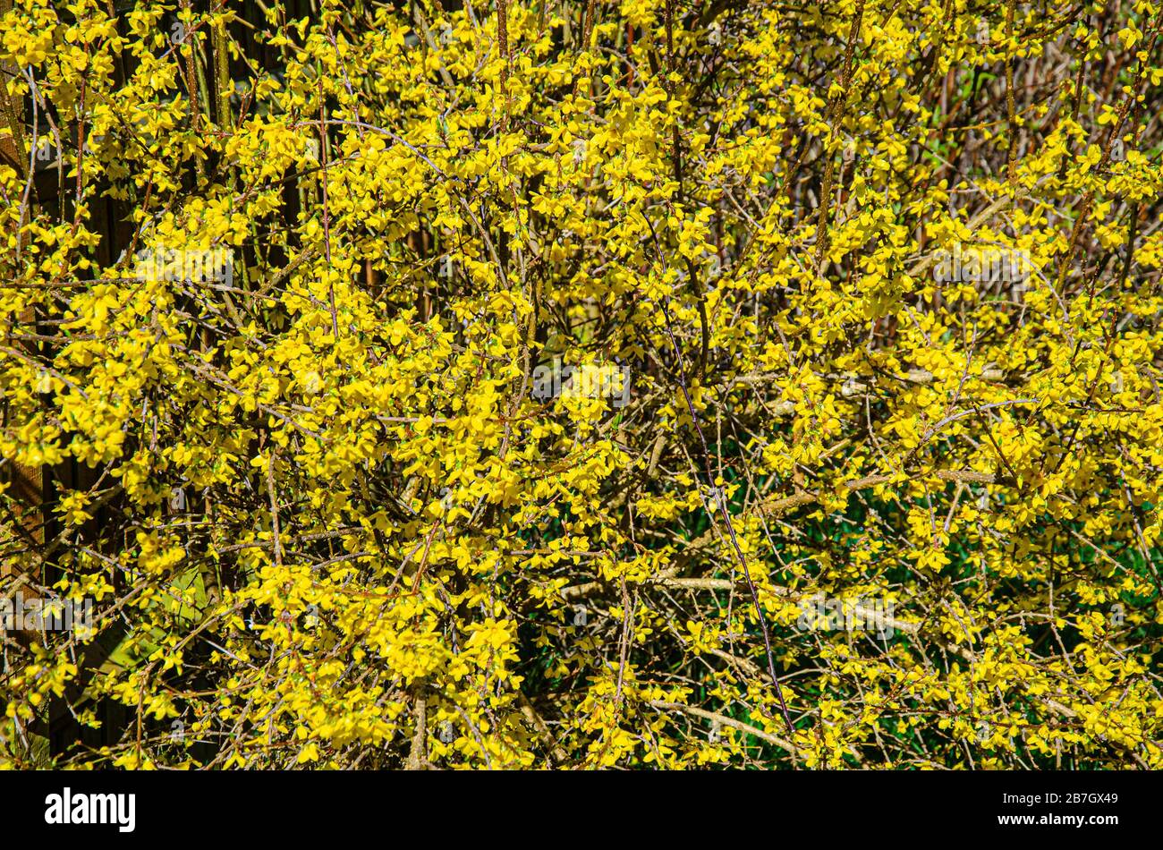 Forsythia is a spring flowering shrub with yellow flowers. Stock Photo