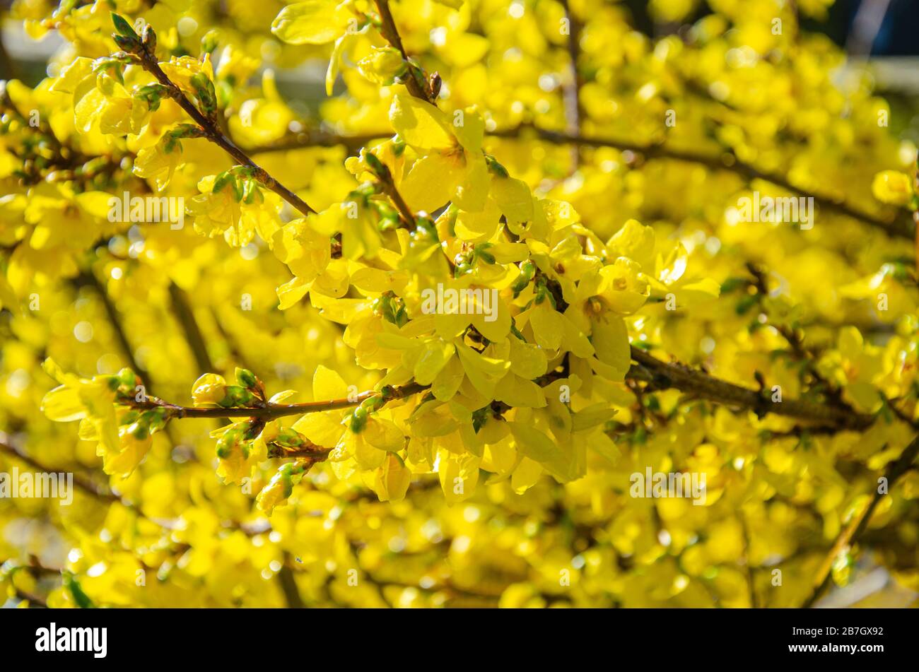Forsythia is a spring flowering shrub with yellow flowers. Stock Photo