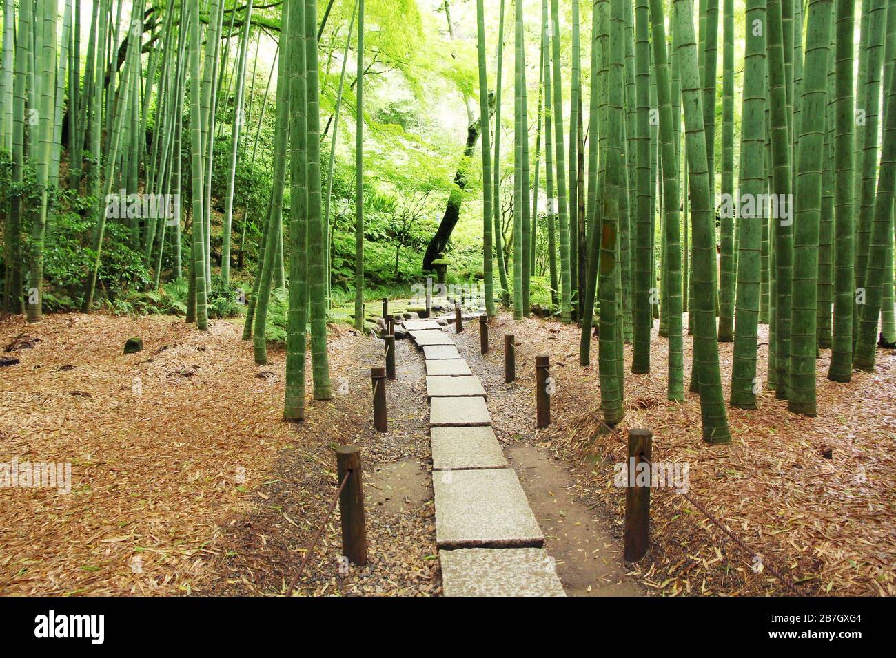 Trail through a japanese bamboo grove Stock Photo Alamy