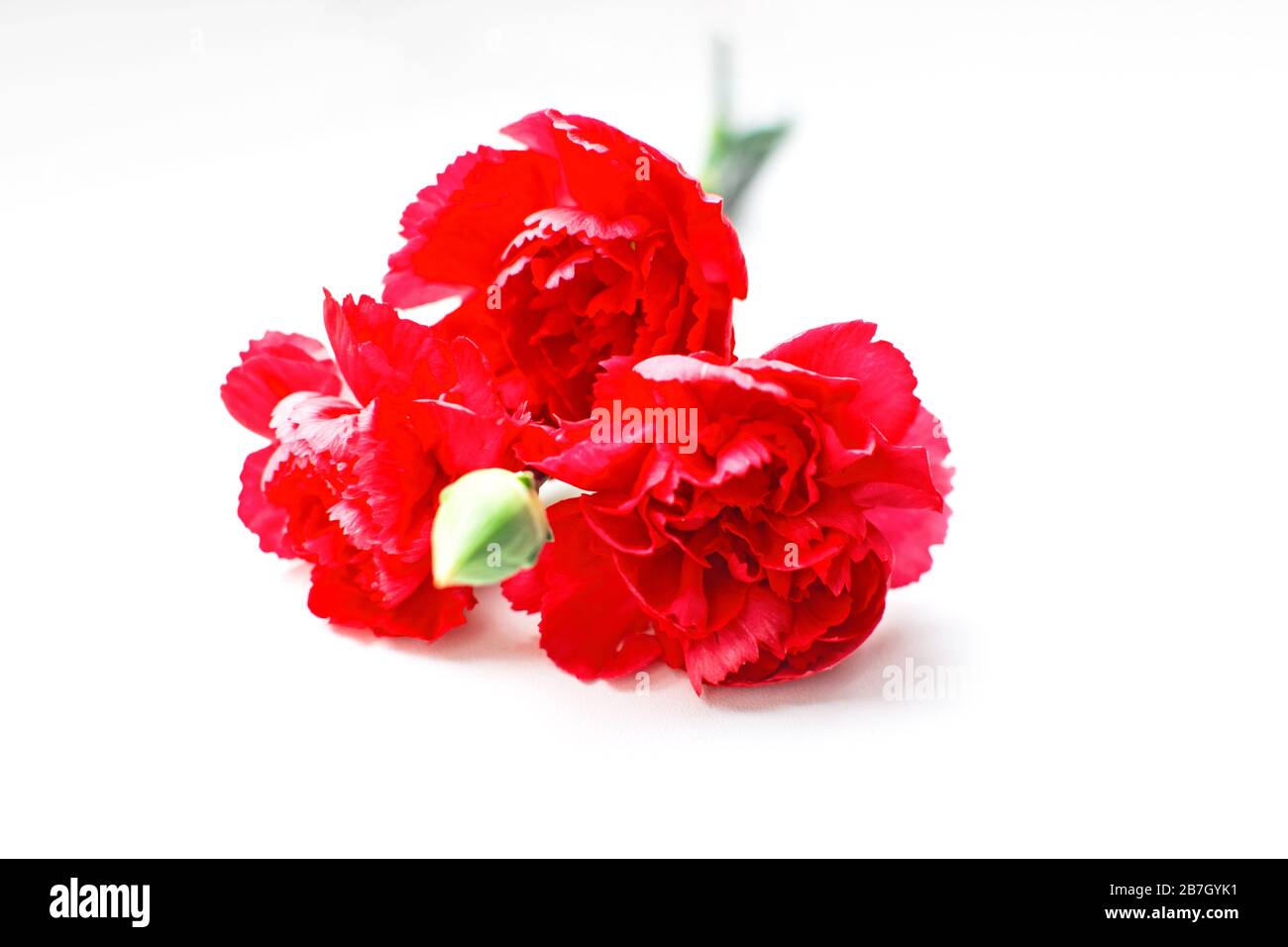 Bright three red carnation flowers on a white background. Stock Photo