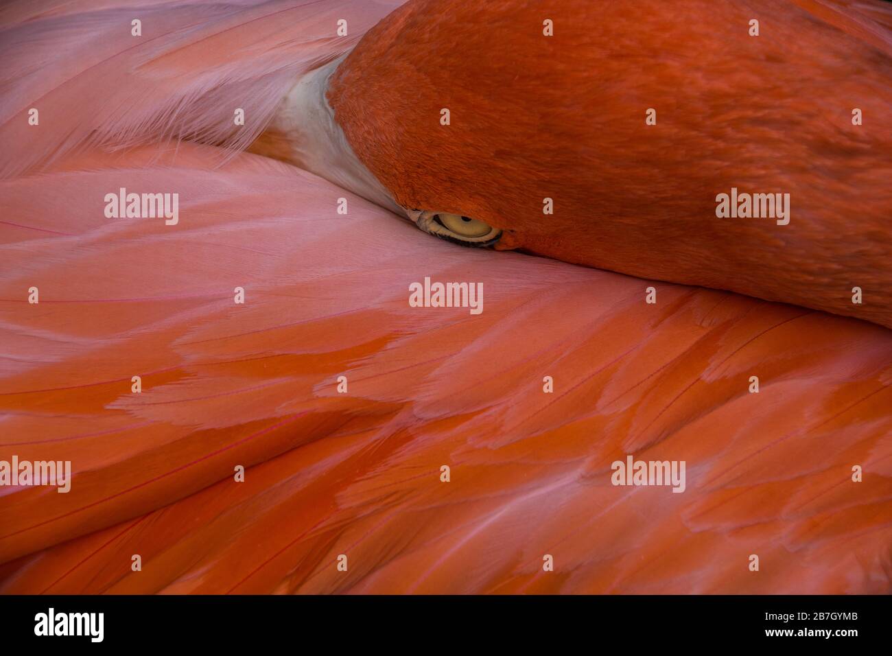 Flamingo sleeping with the spout in the feathers Stock Photo