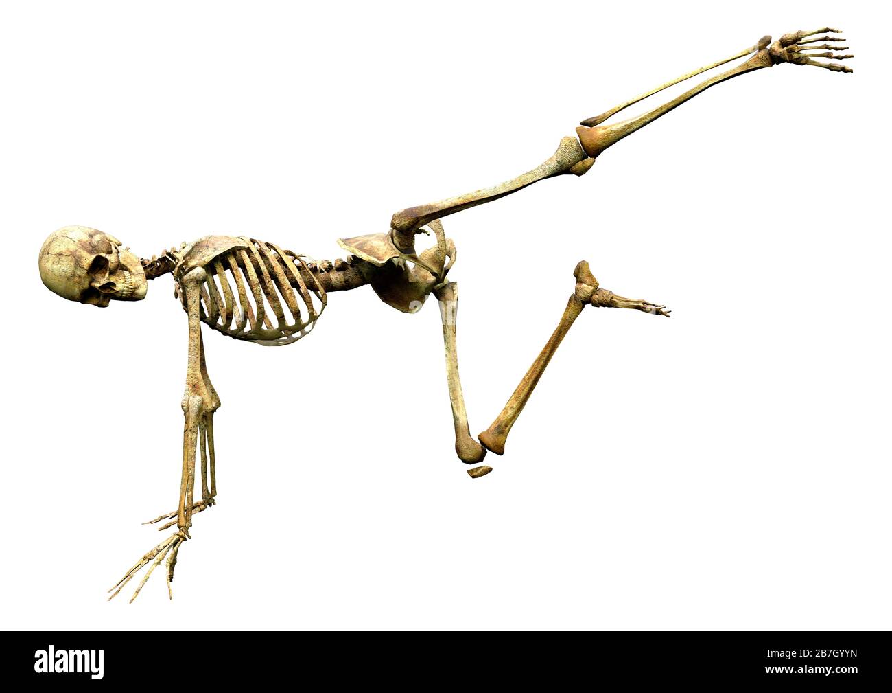 3D rendering of a human skeleton isolated on white background Stock ...