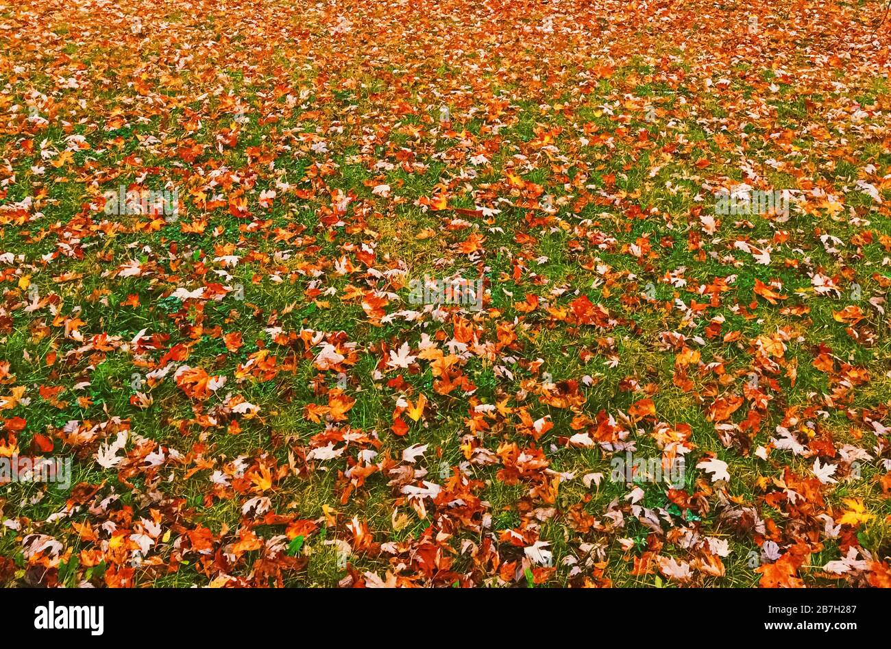 Autumn nature in park, fall leaves and trees outdoors, beautiful season ...