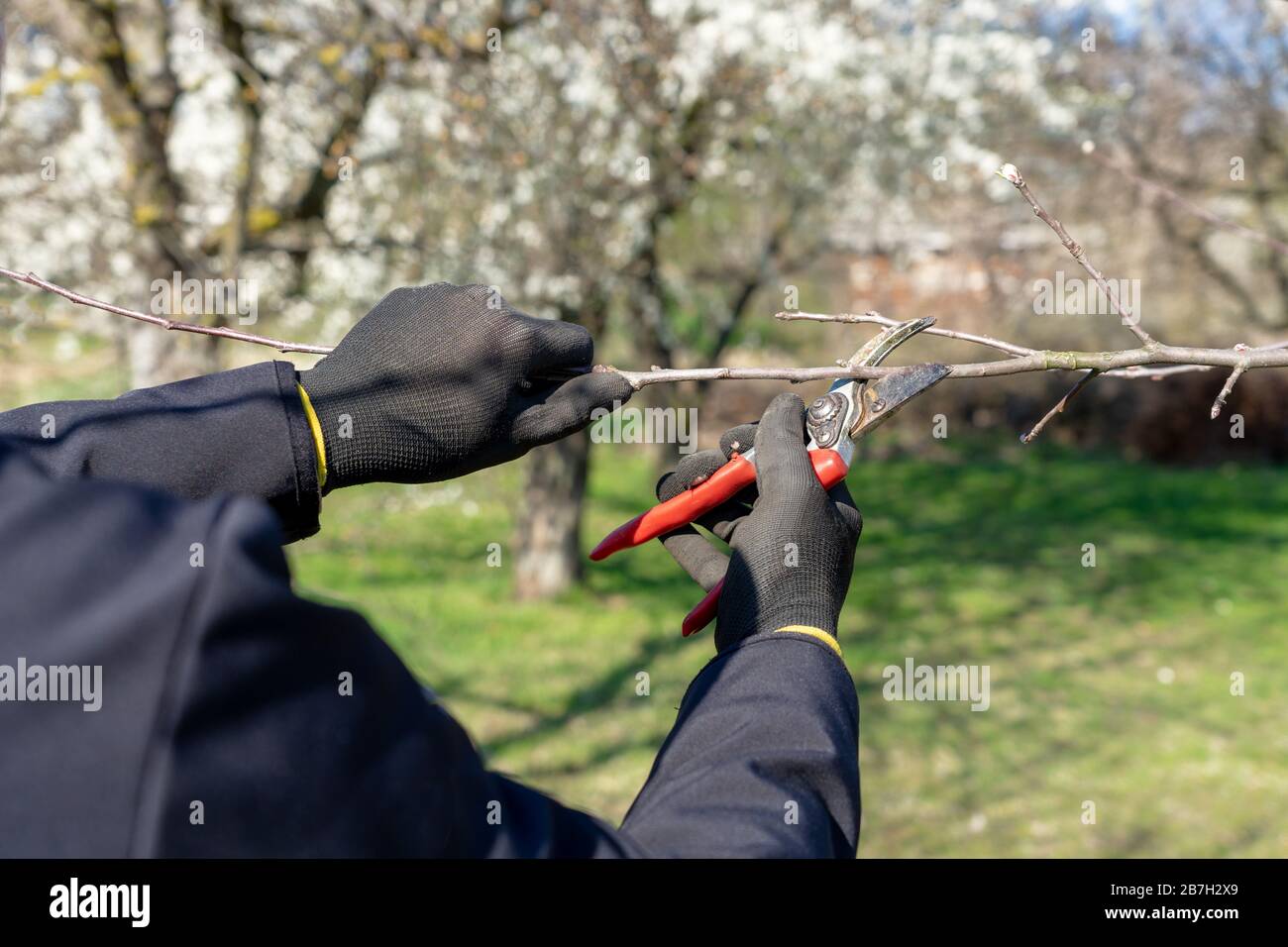 man going gardening pruning fruit trees with pruning shears spring garden work Stock Photo