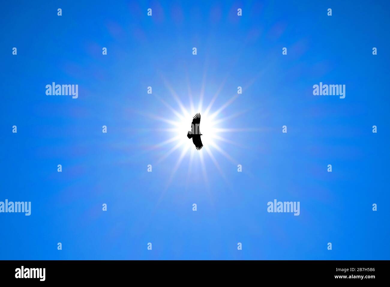 Silhouette Steppe eagle flying under the bright sun and clear blue sky in summer. Stock Photo