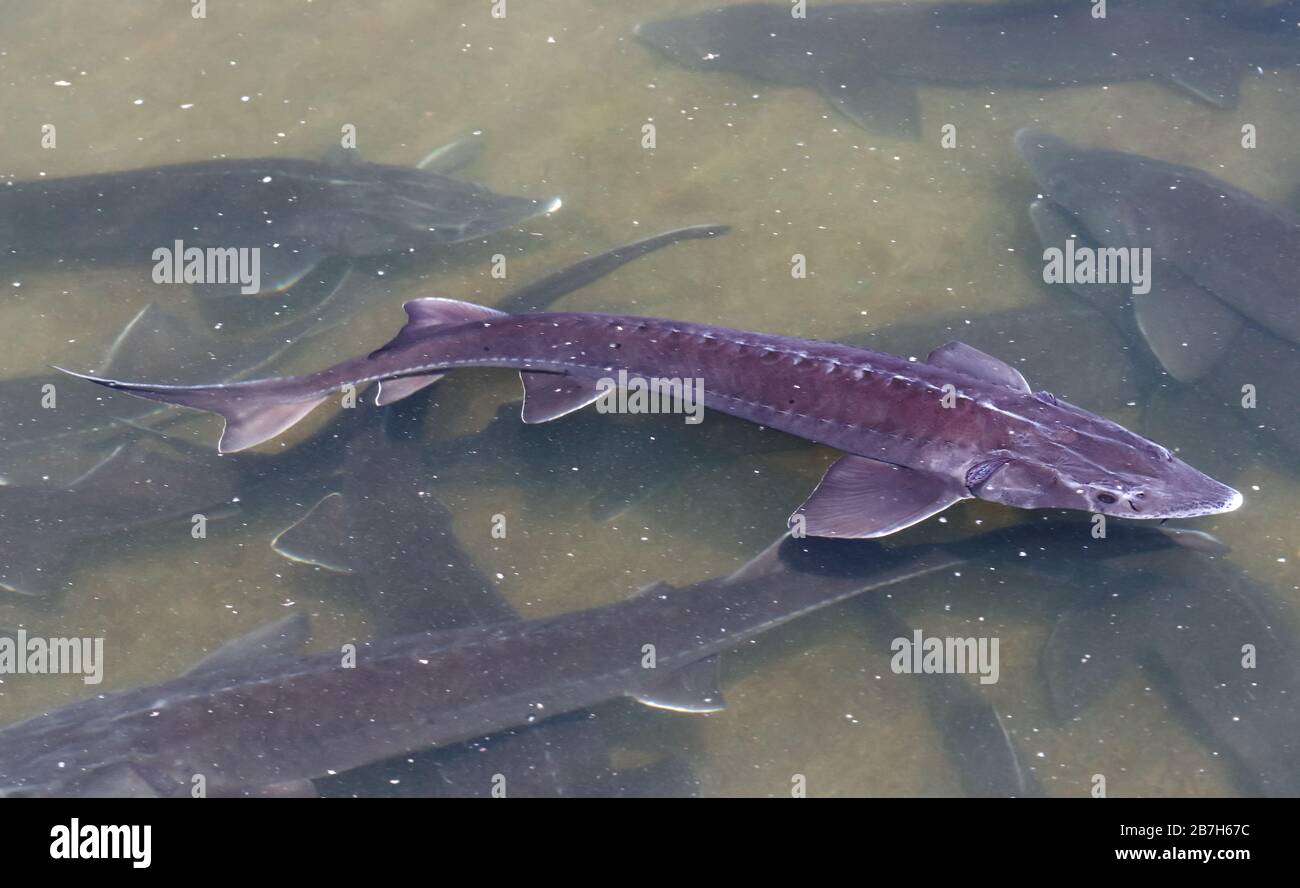 Siberian sturgeon (Acipenser baerii) fish in farm, a source to produce caviar from its roe and tasty meat. The freshwater fish shape look like shark. Stock Photo