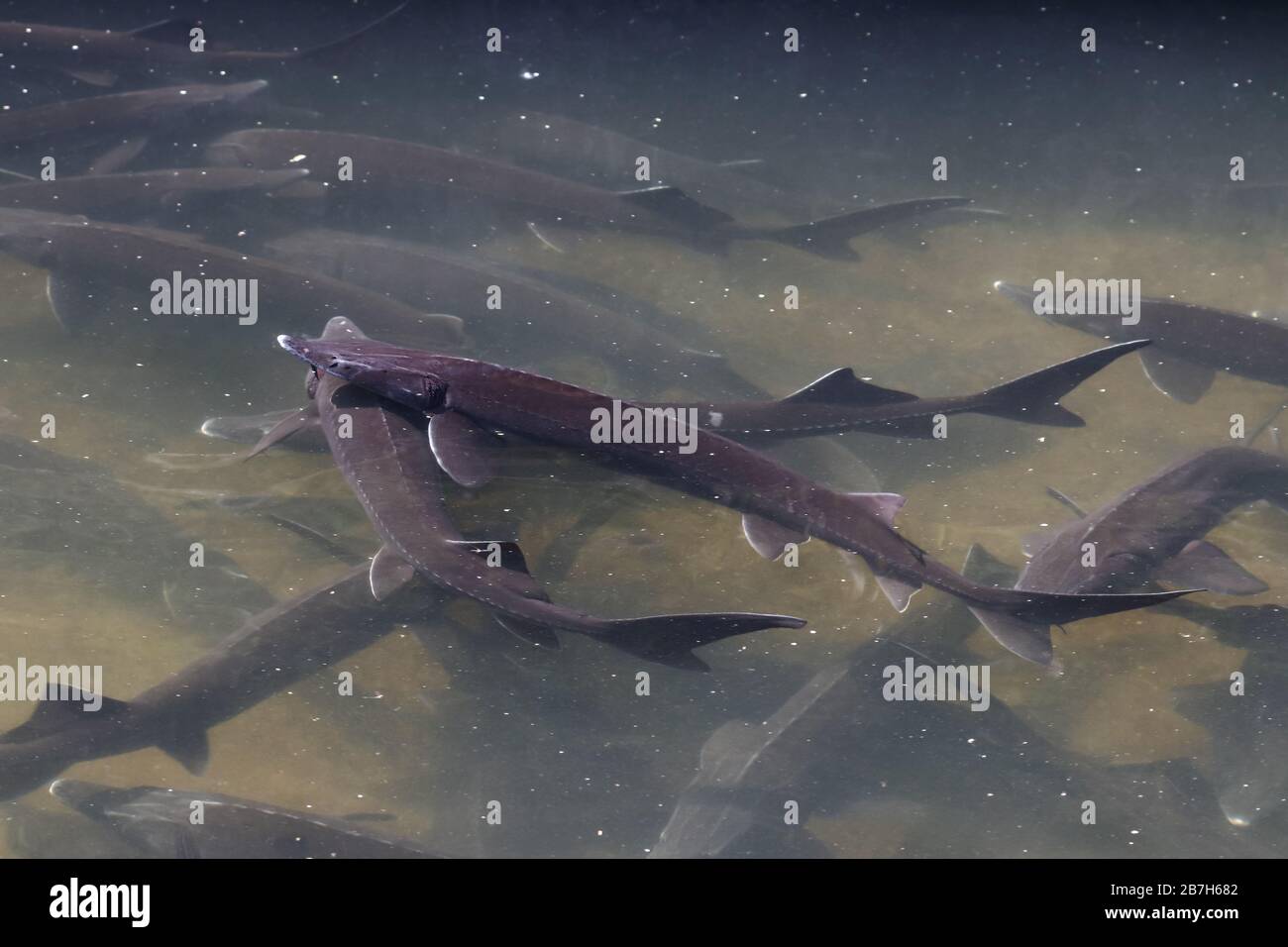 Group of siberian sturgeon (Acipenser baerii) in farm, a source to produce caviar from its roe and tasty meat. Freshwater fish shape look like shark. Stock Photo