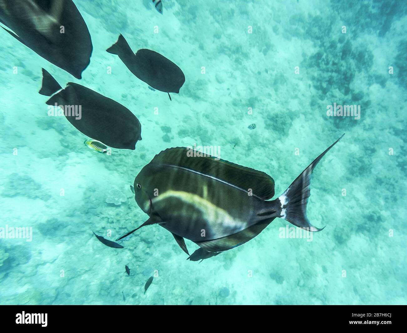 Fish at Sea - Desjardins Sailing Zebrasome. Underwater shot in the Red Sea, Egypt. Beautiful underwater world. Stock Photo
