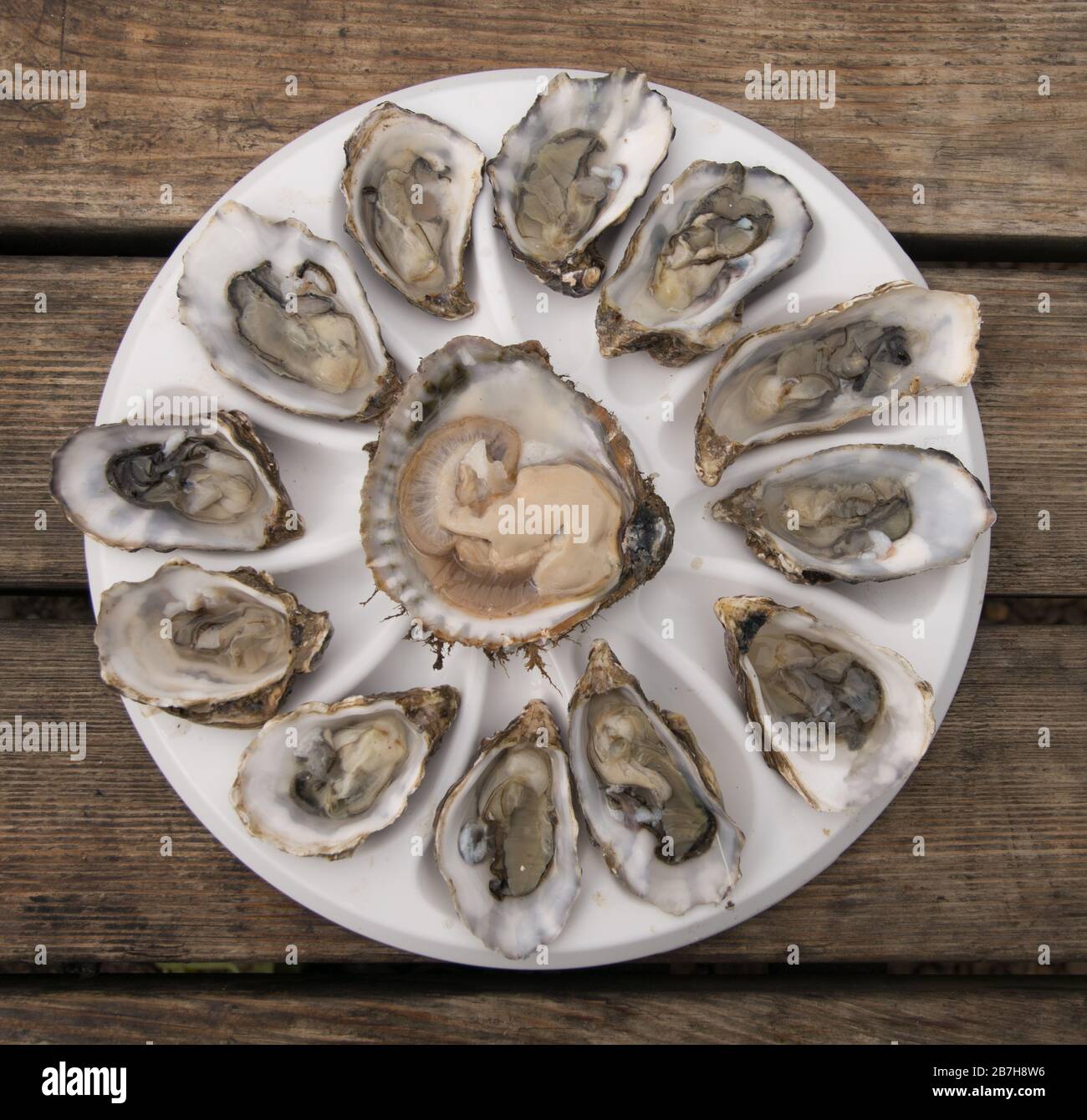 Anomioidea ostreida ostreoid hires stock photography and images Alamy