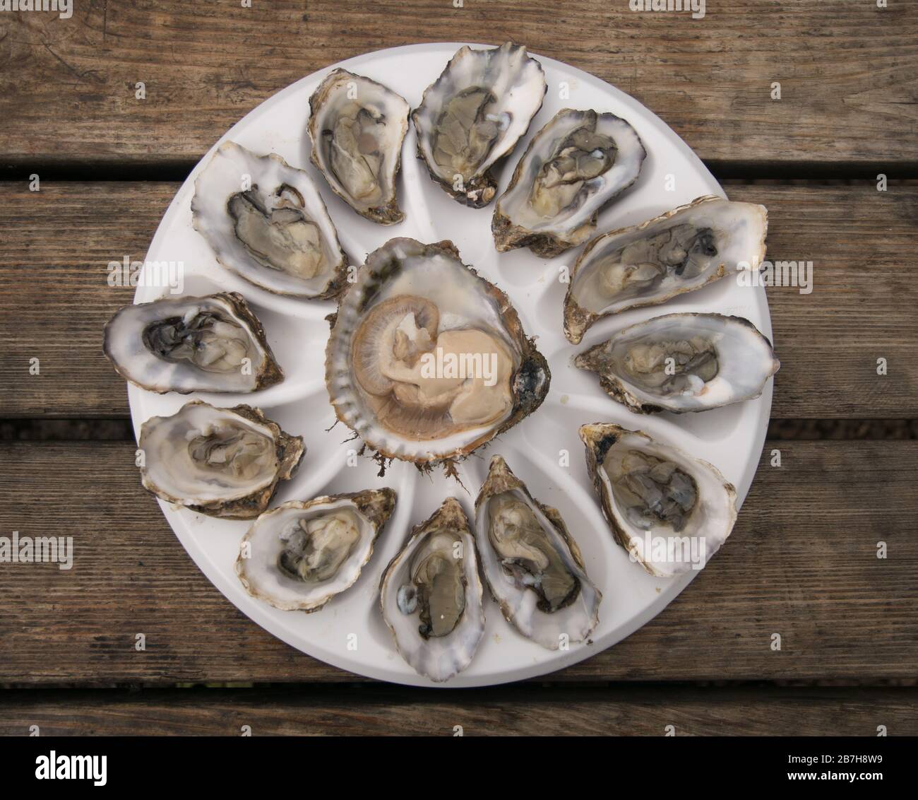Oyster, Whitstable, Kent, England, UK Stock Photo Alamy
