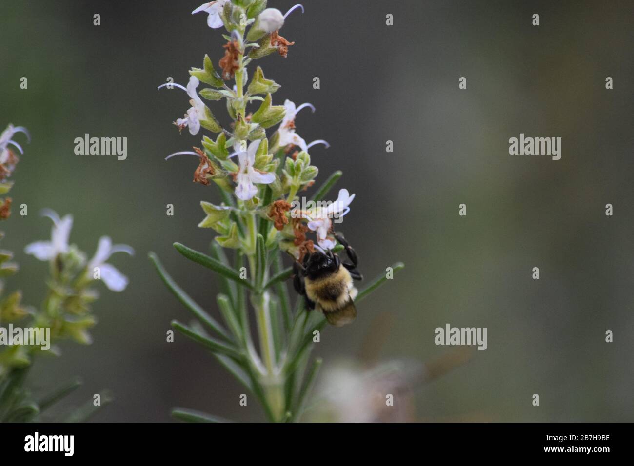 Bee in a Flower Washington DC Wild 6 Stock Photo