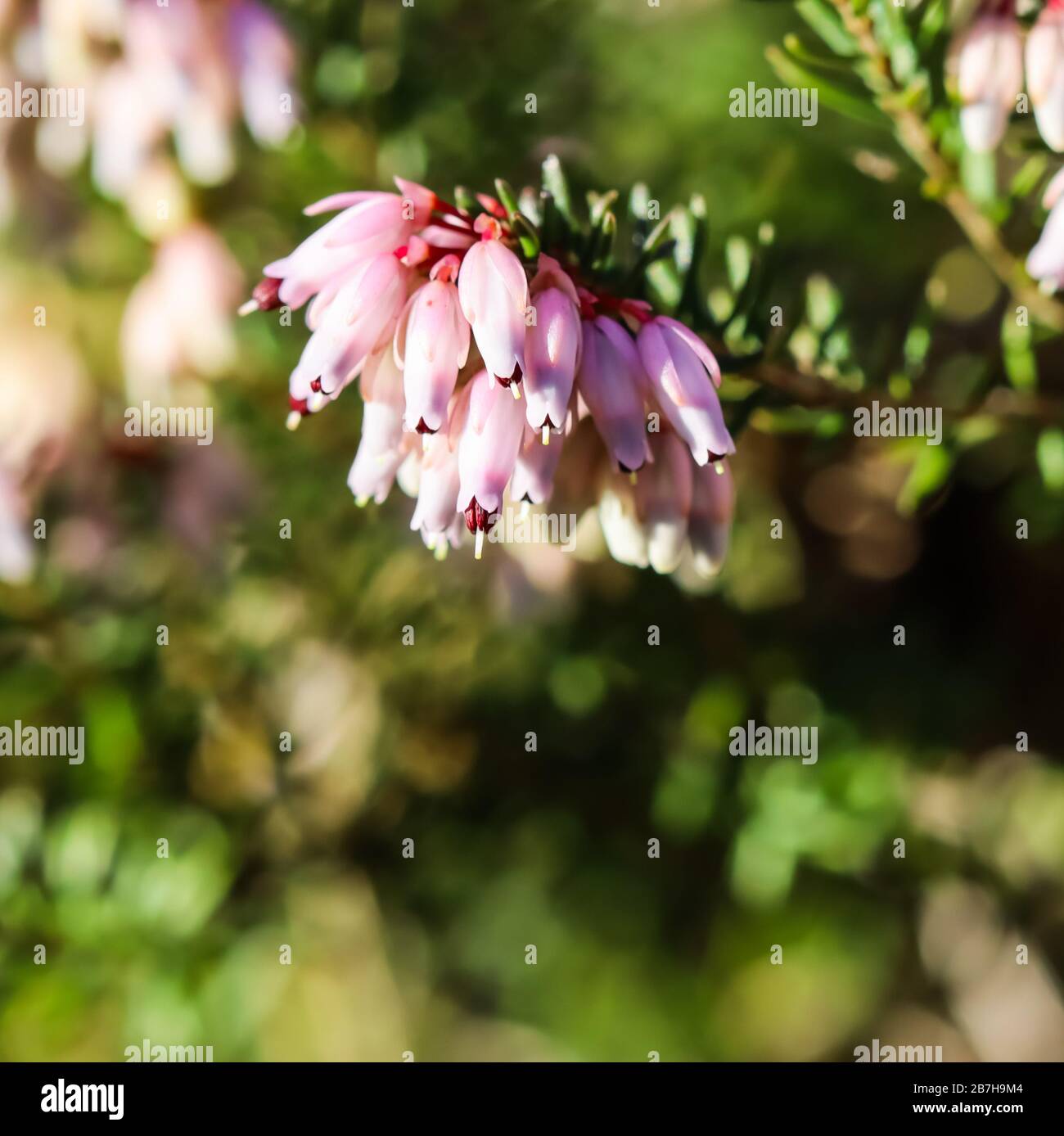 Pink Erica carnea flowers (winter Heath) in the garden in early spring. Floral background, botanical concept Stock Photo