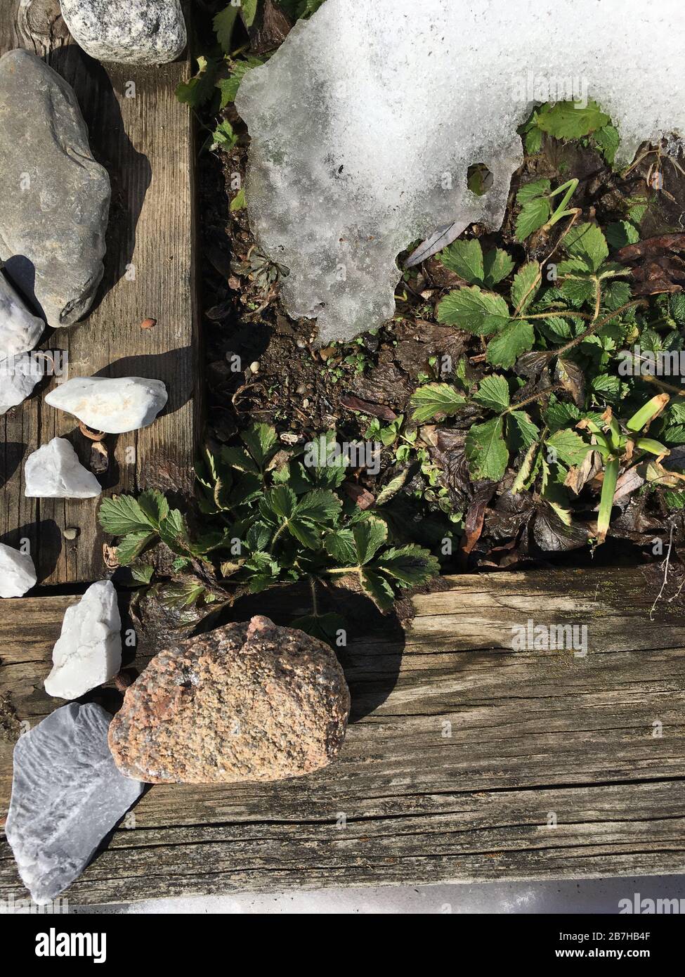 Spring emerging from snow Stock Photo - Alamy