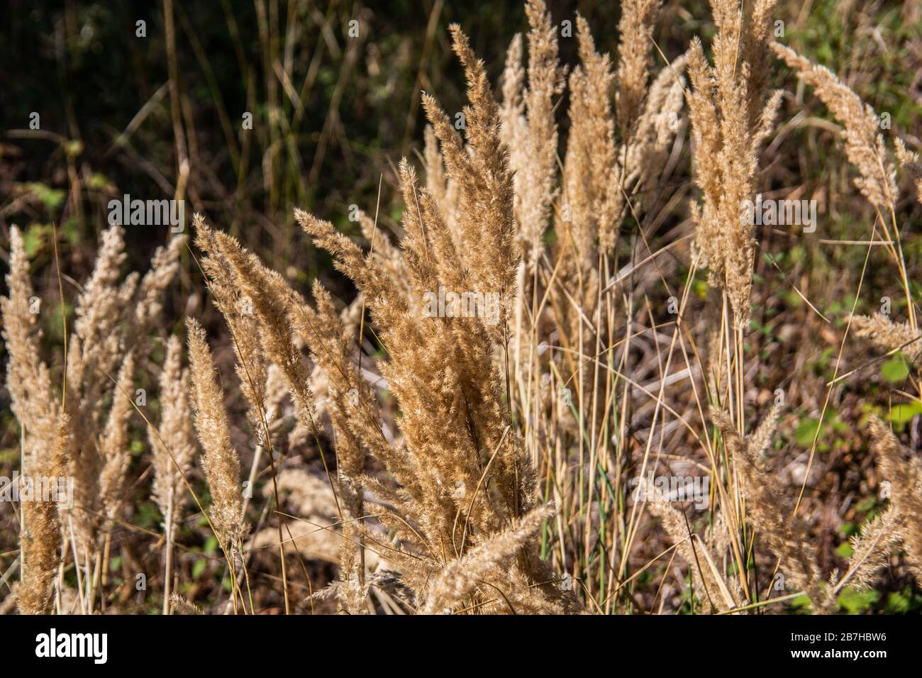 brown sedge fescue in wetland Stock Photo