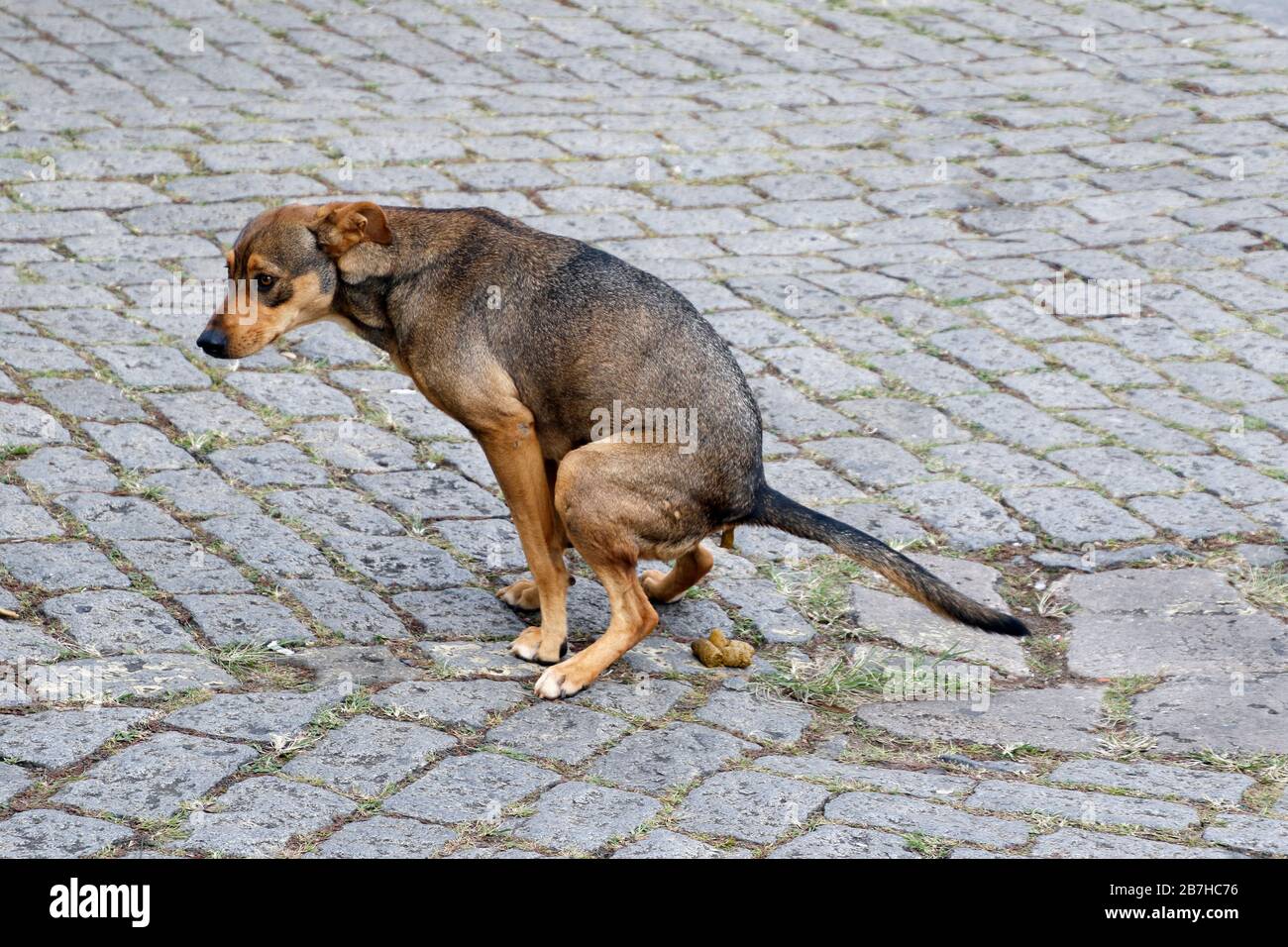 Dog Shit Dog Pooping On The Street Dog Defecating In Historic City Dog Shit Dog Pooping On The Street Dog Defecating In Historic City Street Dogs Stray Dogs 2B7HC76