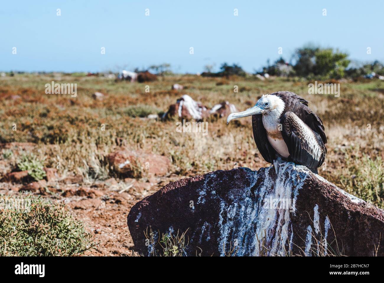 Young frigatebird chick sits on rock in the Galapagos Islands, Ecuador Stock Photo