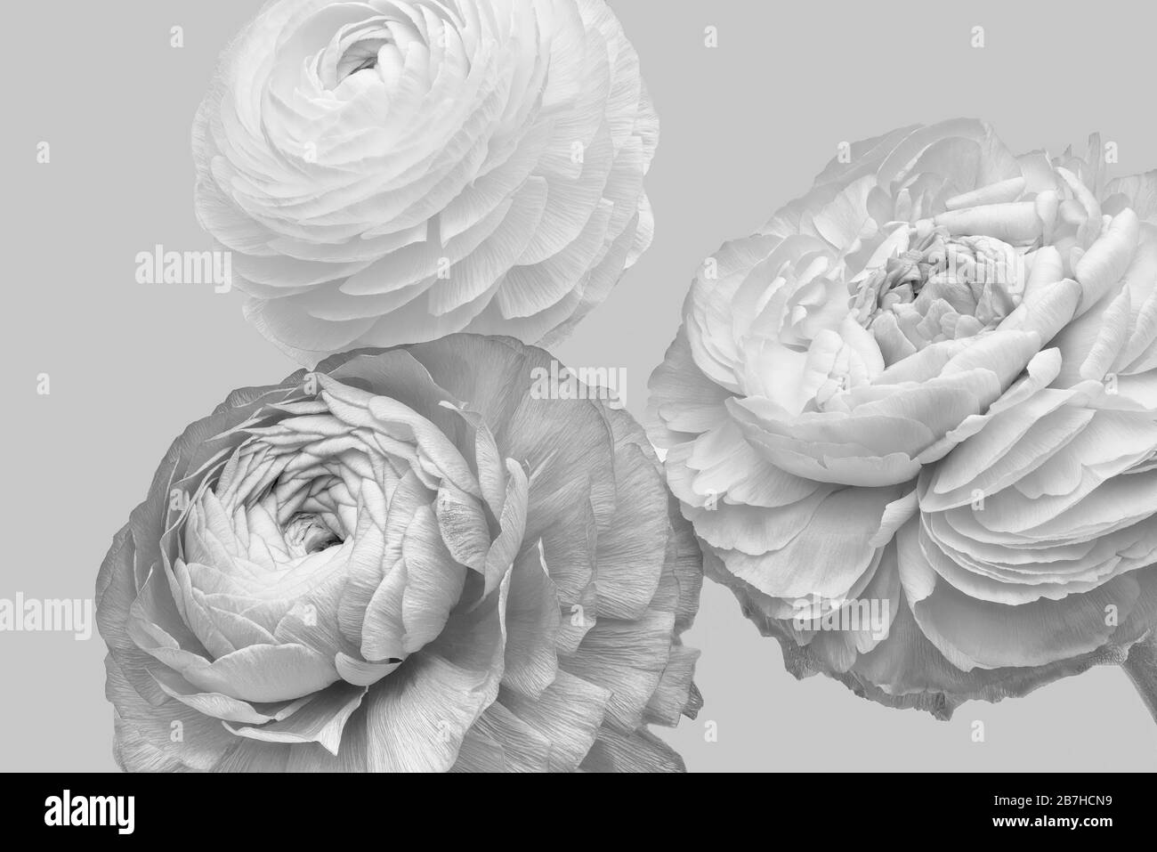 Monochrome buttercup bouquet macro on bright gray background with detailed texture Stock Photo