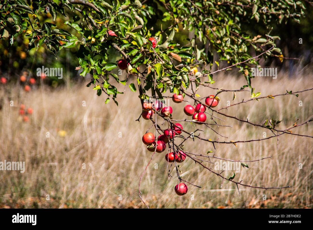 Branches of the apple tree with bright red ripe fruit Stock Photo - Alamy