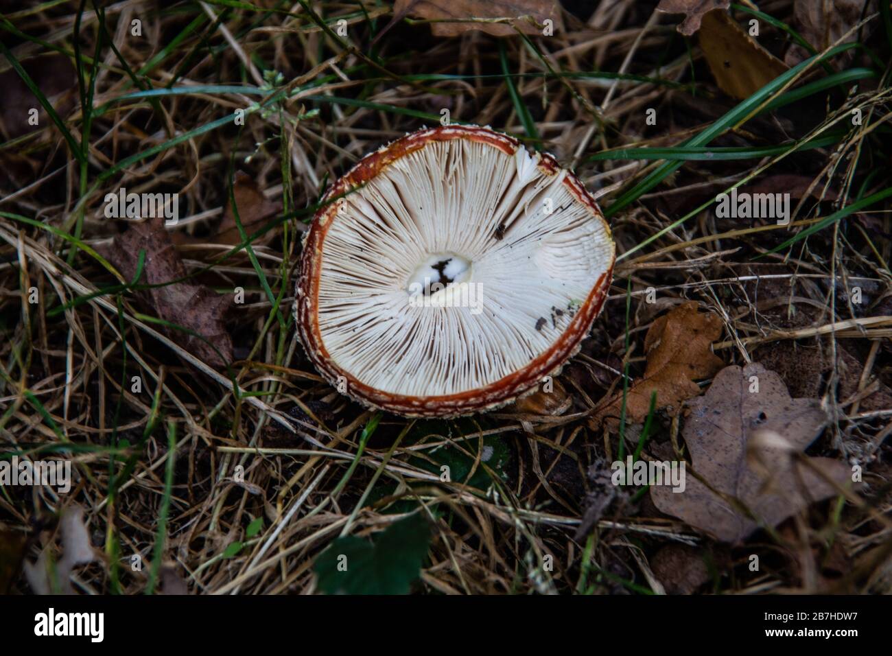 underside of the mushroom cap with slats of a toadstool Stock Photo